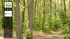 ForestJOY by TreeHouse - image 23