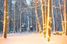 TreeHouse II - immagine 7