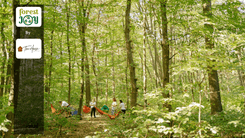 ForestJOY by TreeHouse - image 18
